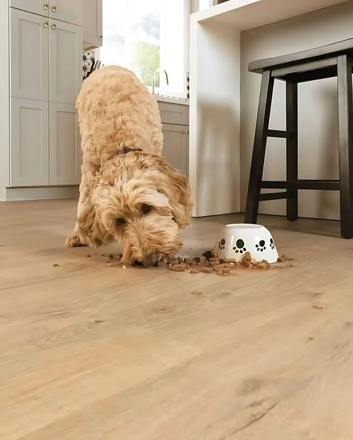 Feed Image